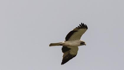 Küçük kartal