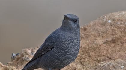 Gökardıç
