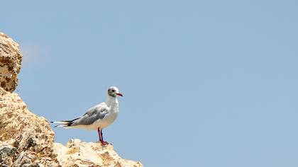 Karabaş martı