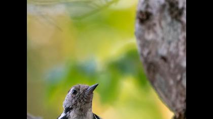 Ortanca ağaçkakan