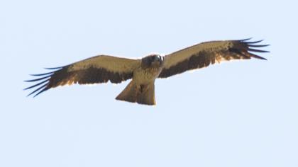 Küçük kartal