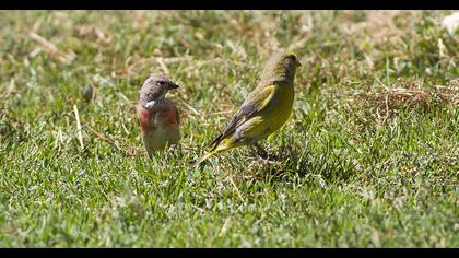 Ketenkuşu