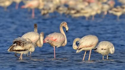 Flamingo