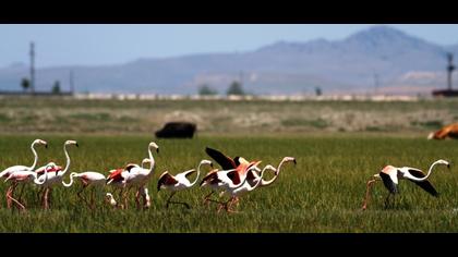 Flamingo