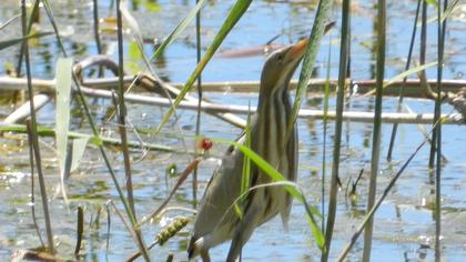 Küçük balaban