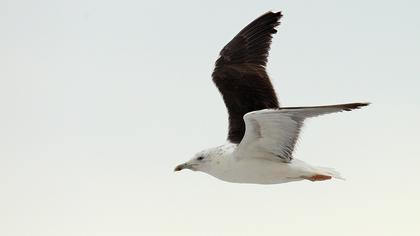 Karasırtlı martı