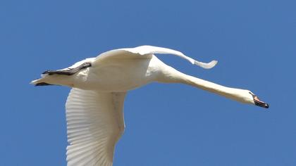Kuğu