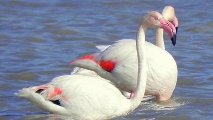 Flamingo