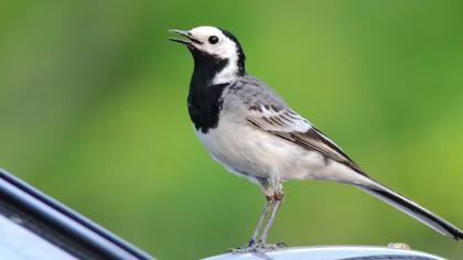Ak kuyruksallayan