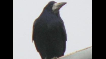 Ekin kargası
