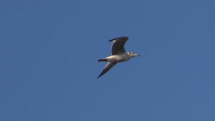Büyük karabaş martı