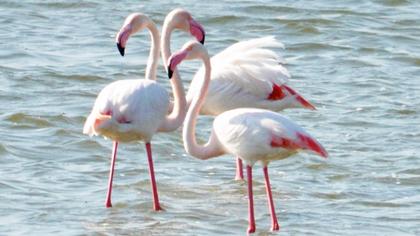 Flamingo