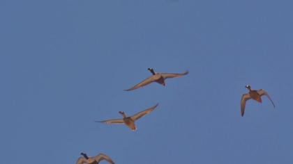 Kaşıkgaga