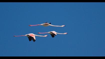 Flamingo