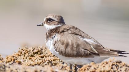 Halkalı cılıbıt