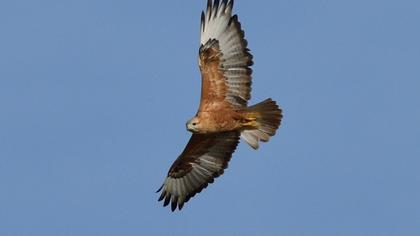 Kızıl şahin