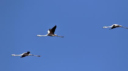 Flamingo