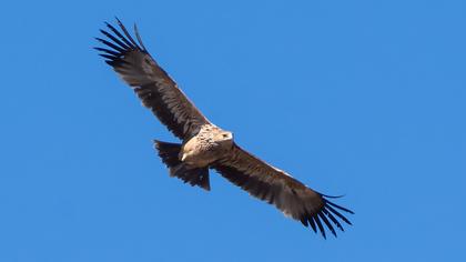 Şah kartal