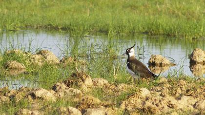 Kızkuşu