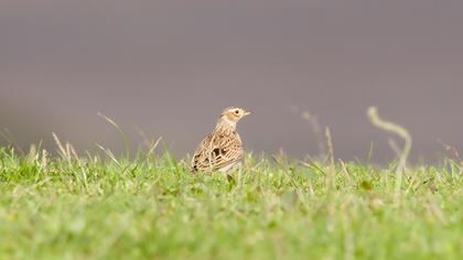 Tarlakuşu