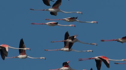 Flamingo