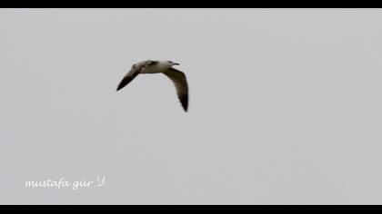 Van gölü martısı