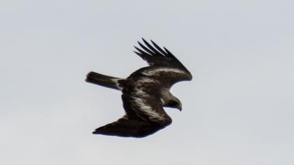 Küçük kartal