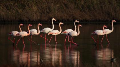 Flamingo