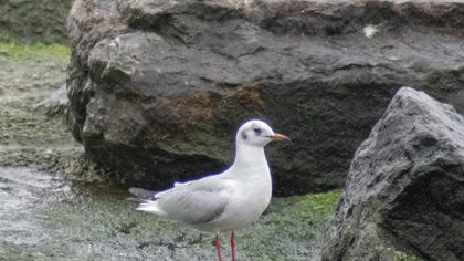 Karabaş martı