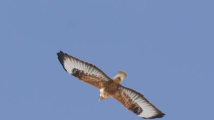 Kızıl şahin