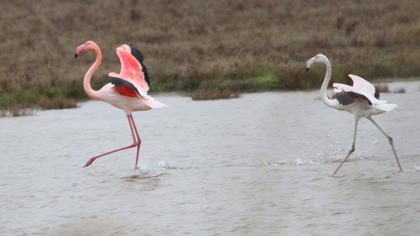 Flamingo