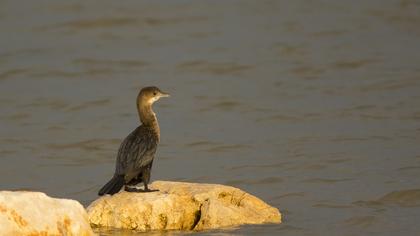 Küçük karabatak