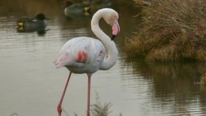 Flamingo