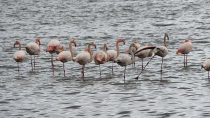 Flamingo