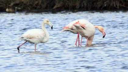 Flamingo