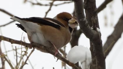 Kocabaş