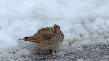 Tepeli toygar