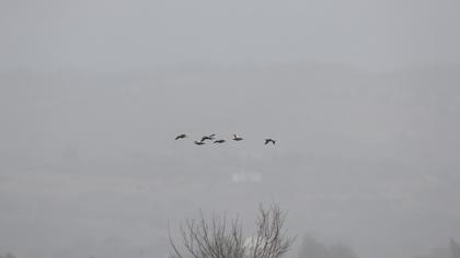 Angıt