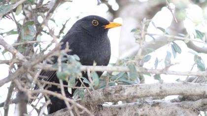 Karatavuk