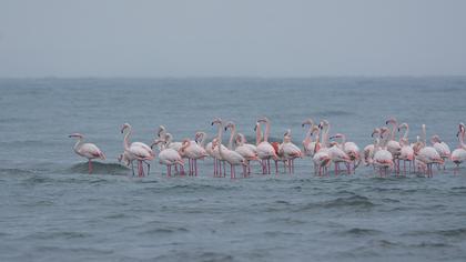 Flamingo