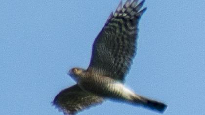 Atmaca
