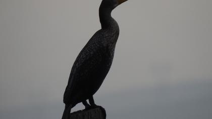 Karabatak