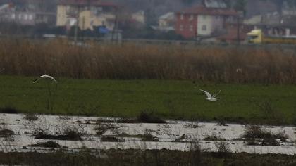 Karabaş martı