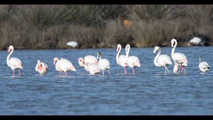 Flamingo