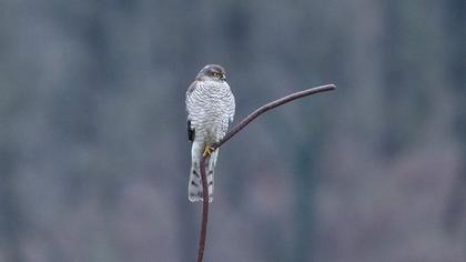 Atmaca