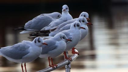 Karabaş martı