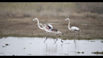 Flamingo