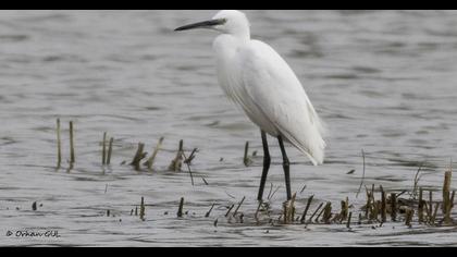 Küçük ak balıkçıl