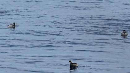 Karaboyunlu batağan