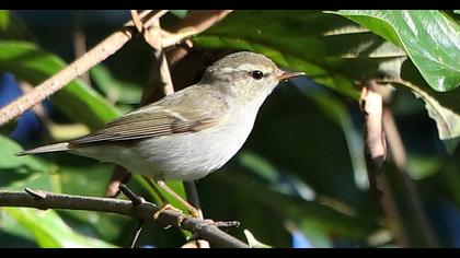 Yeşilimsi çıvgın